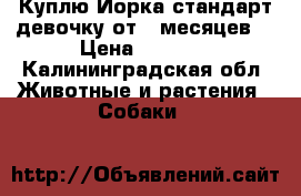 Куплю Йорка стандарт девочку от 6 месяцев  › Цена ­ 6 000 - Калининградская обл. Животные и растения » Собаки   